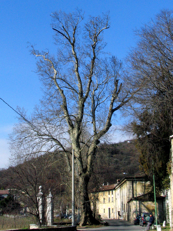 IL PLATANO DI COLLEBEATO (BS)